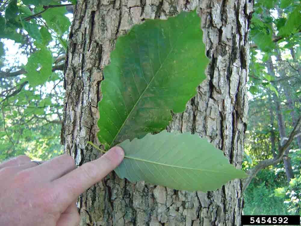 Chinkapin oak leaves, upper side and underside, on bark on trunk