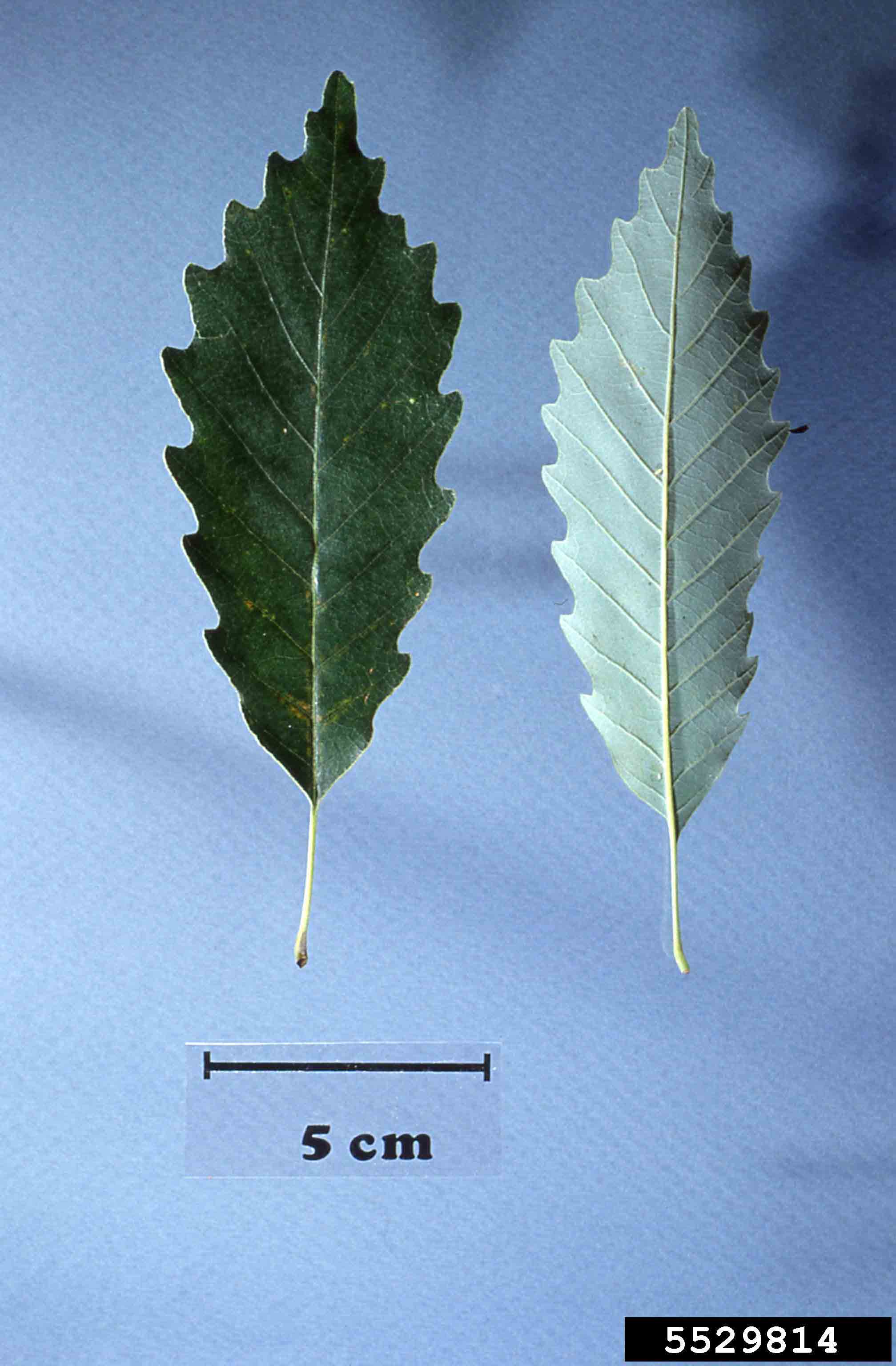 Chinkapin oak leaves, upper side and underside