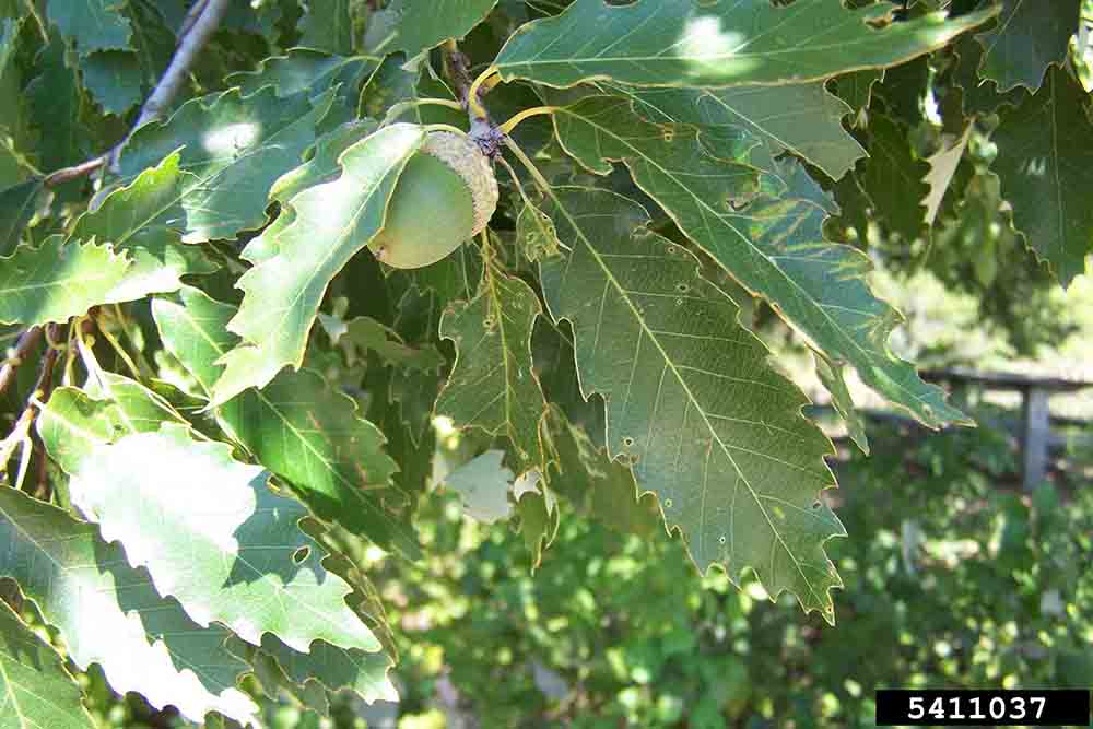 Chinkapin oak acorn and leaves