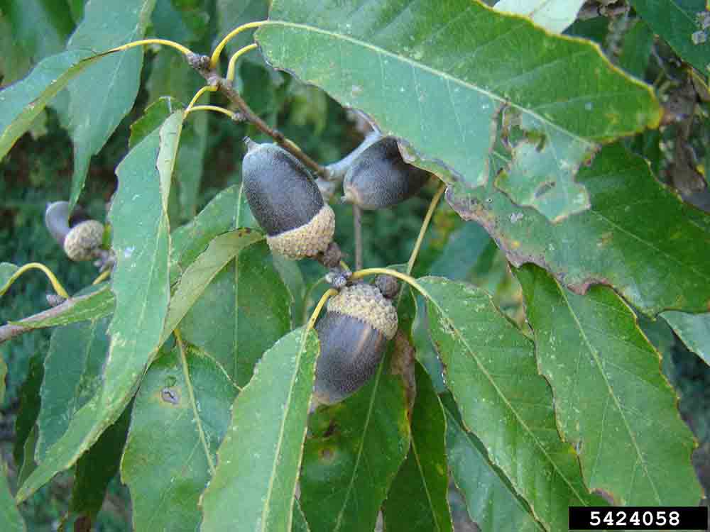 Chinkapin oak acorn and leaves