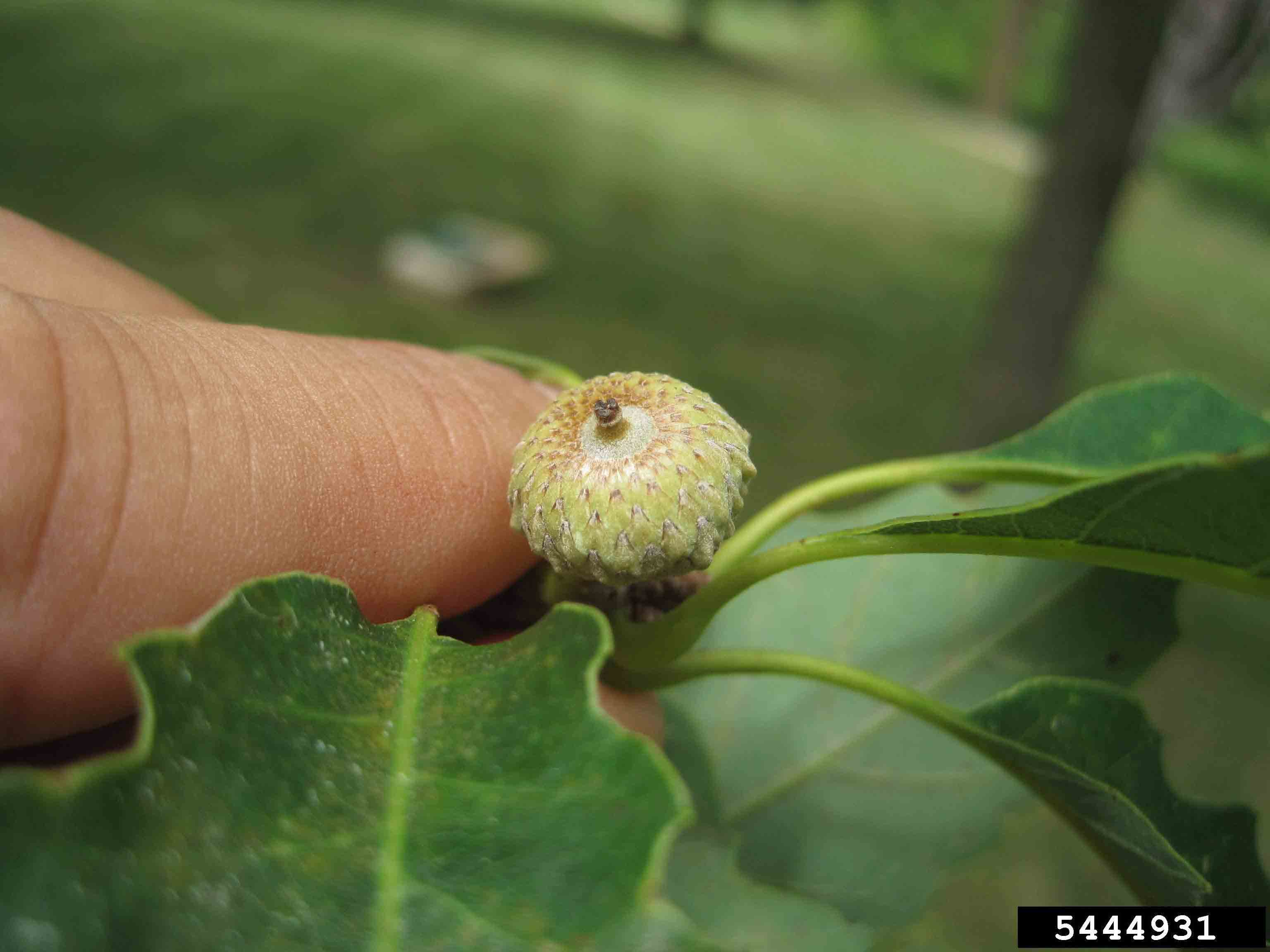 Chinkapin oak acorn, immature
