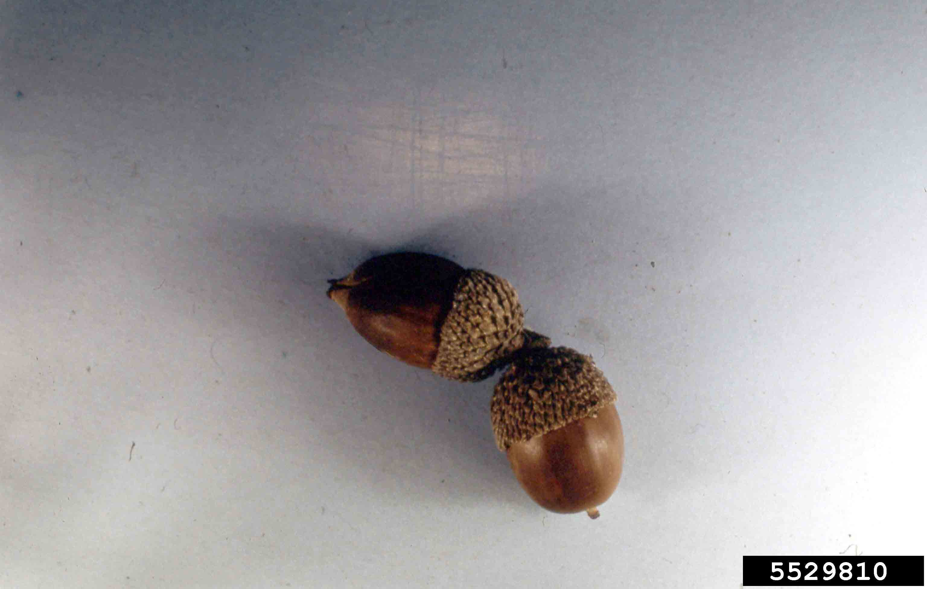 Chinkapin oak acorns