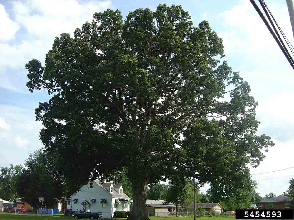 Chinkapin oak tree form