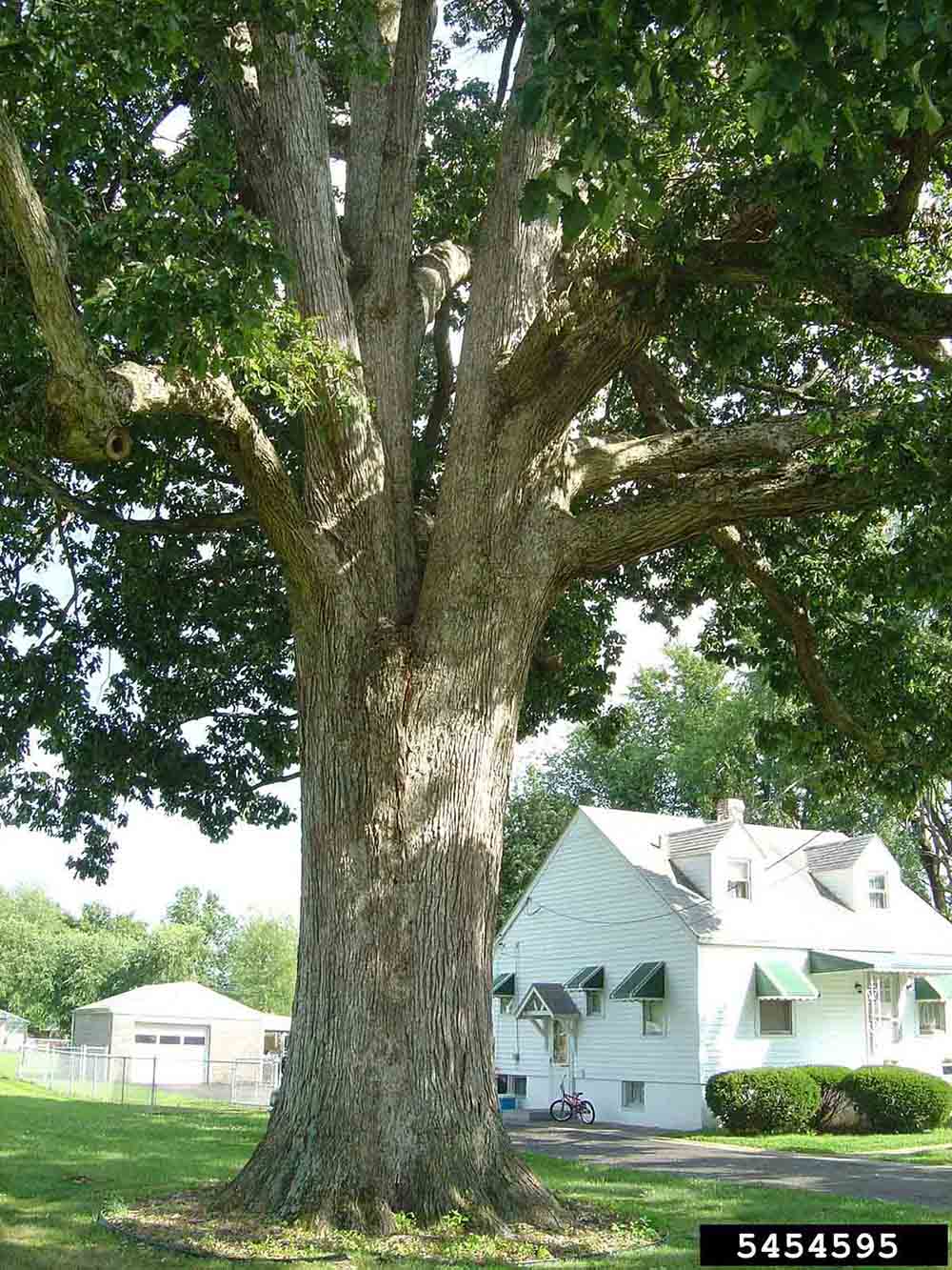 Chinkapin oak tree trunk
