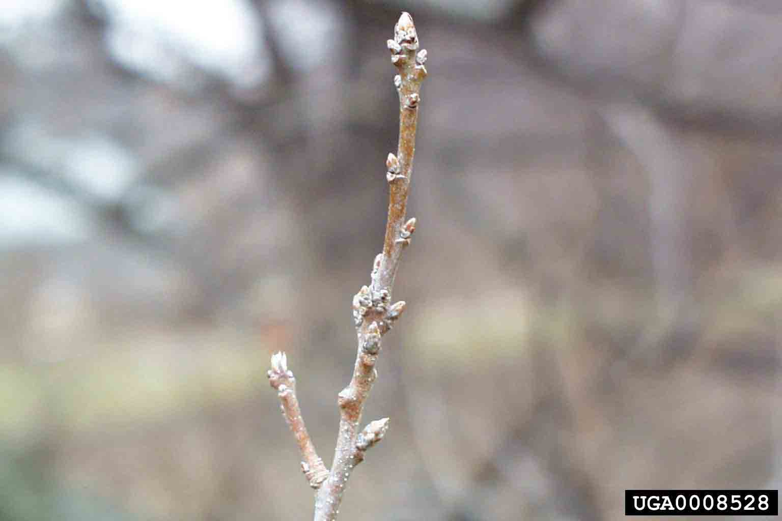 Chinkapin oak twig with buds