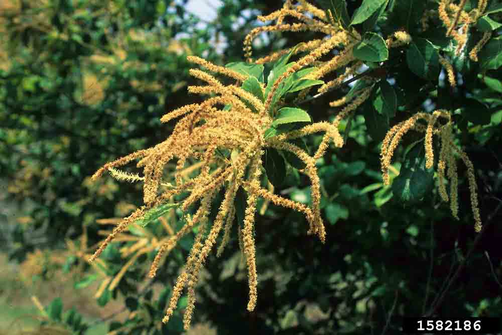Ozark chinquapin flowers