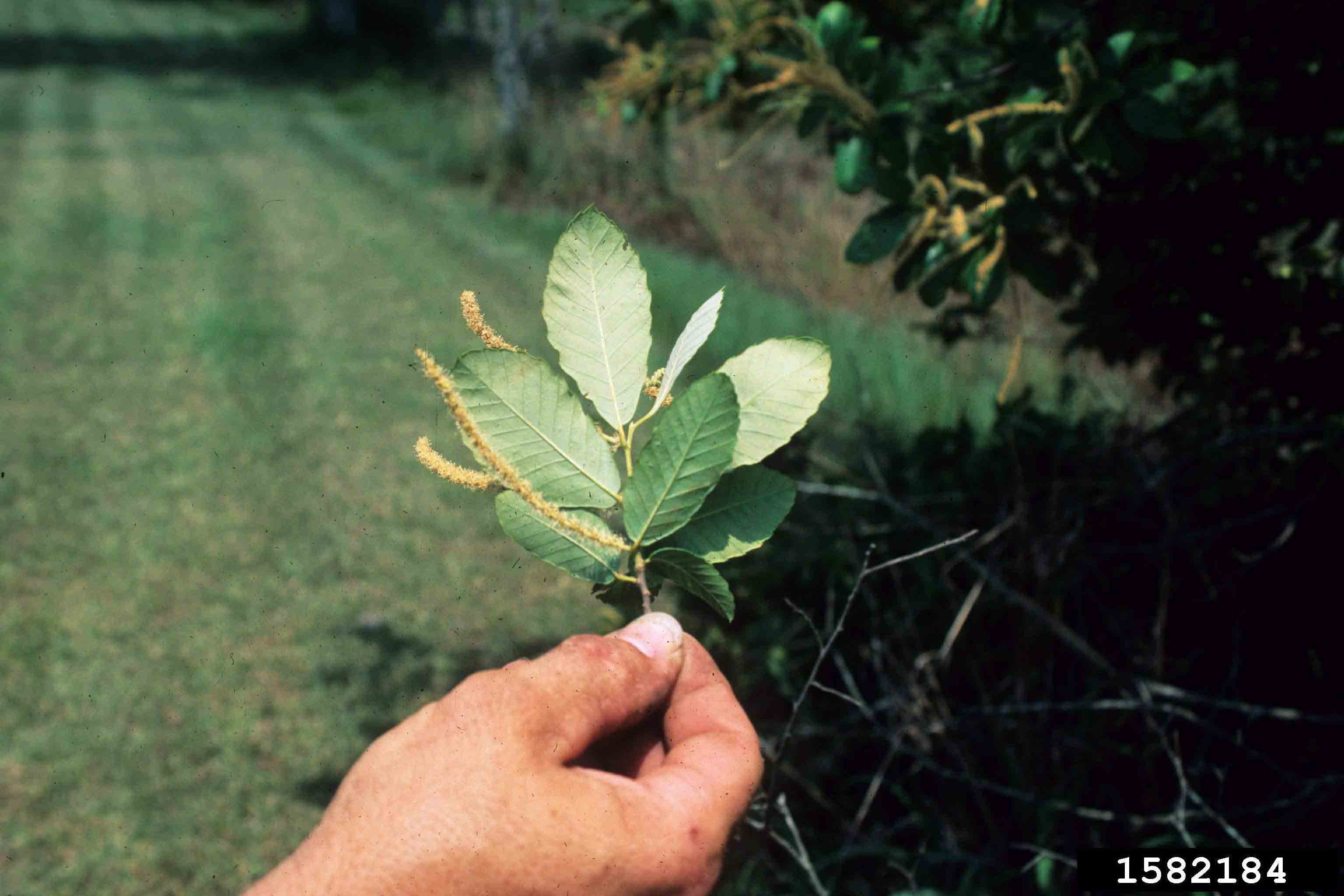 Ozark chinquapin leaves, undersides