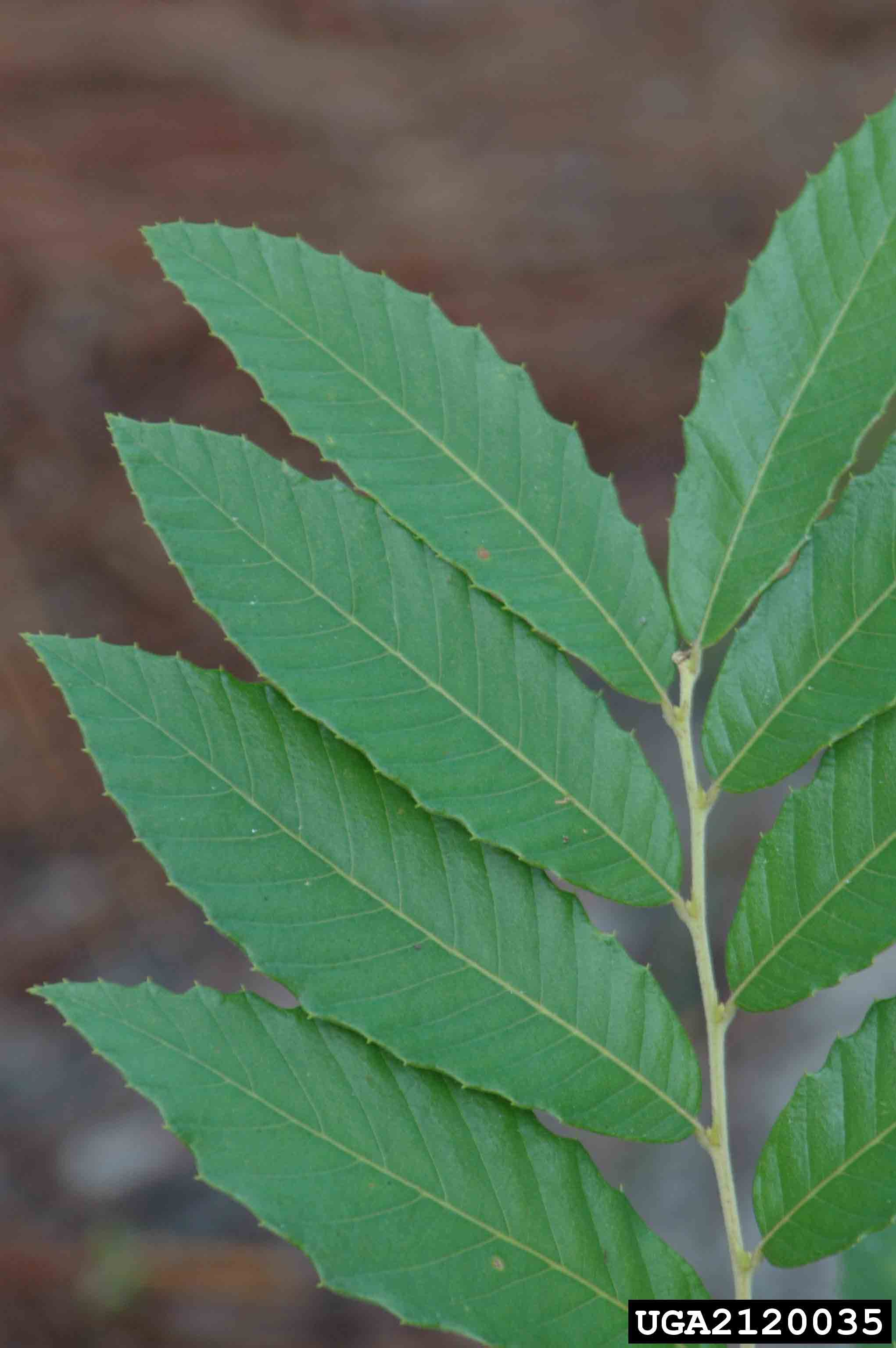 Ozark chinquapin leaves, upper sides, showing alternate arrangement and bristled teeth