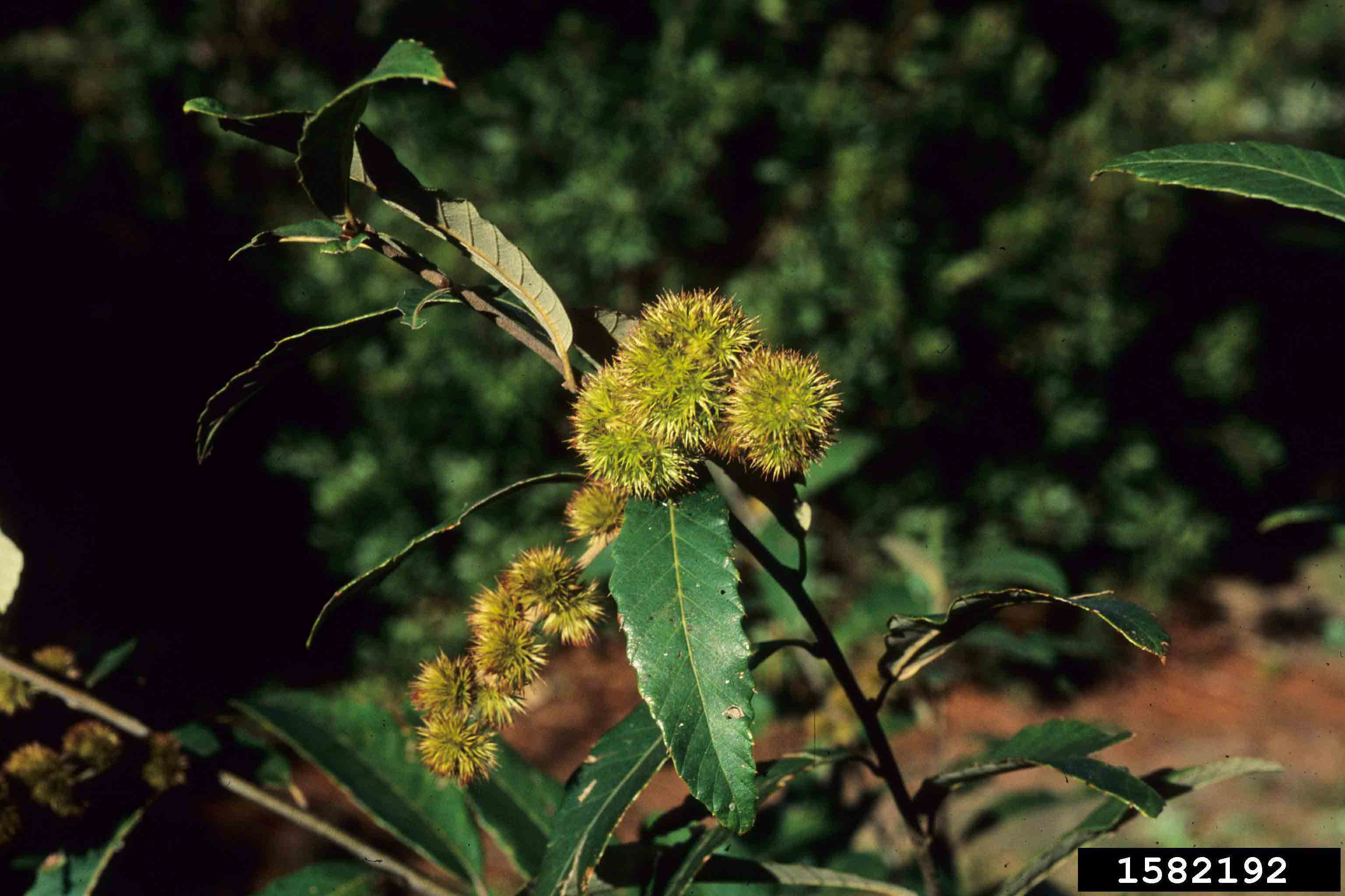 Ozark chinquapin burs