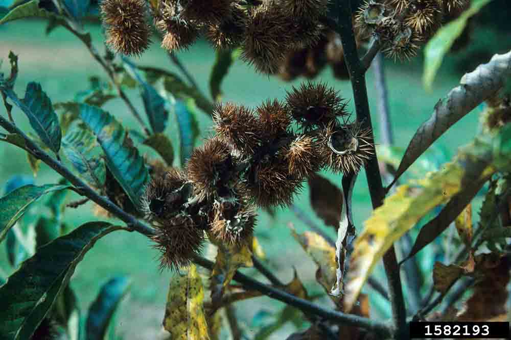 Ozark chinquapin burs