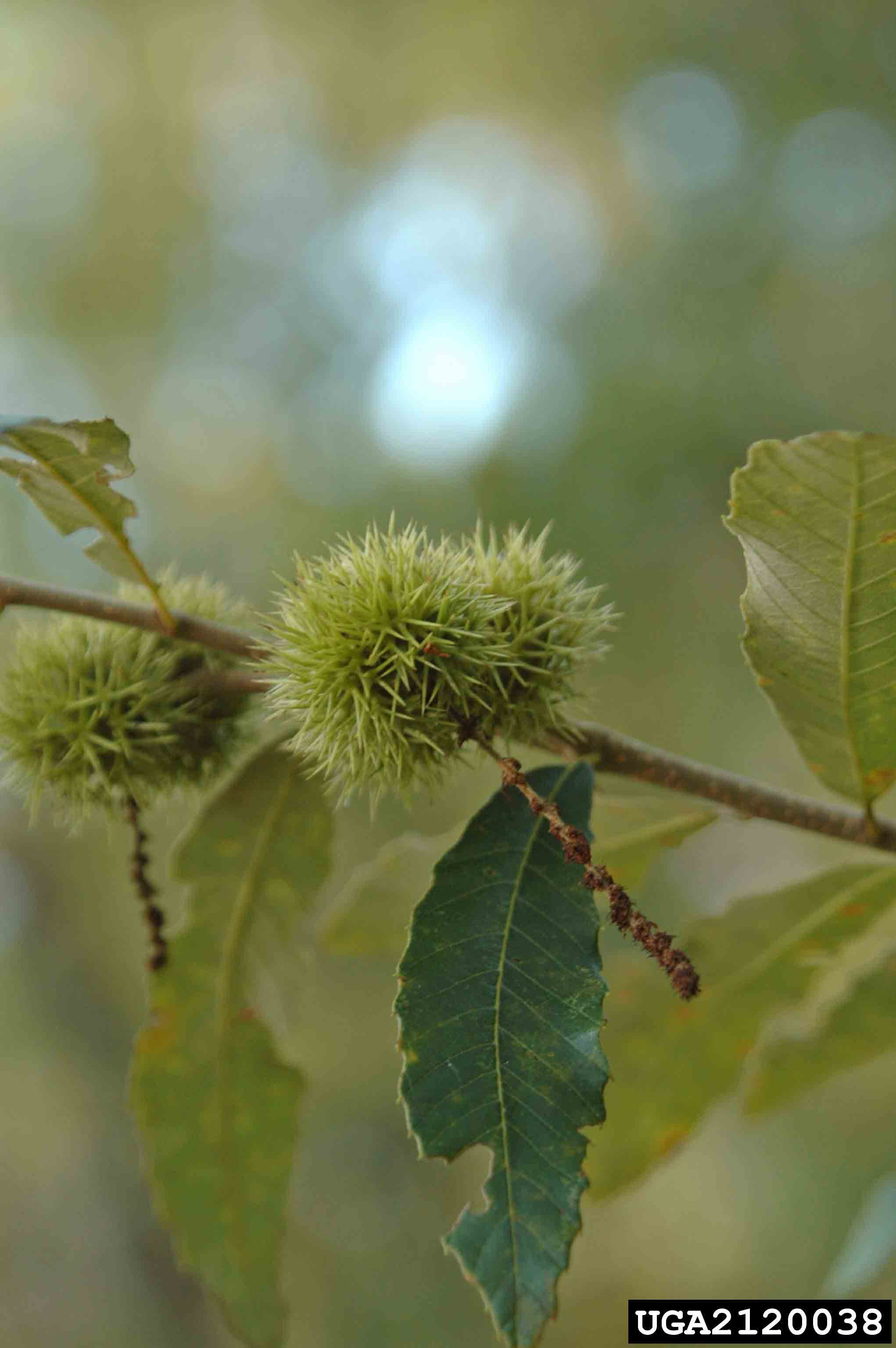 Ozark chinquapin burs