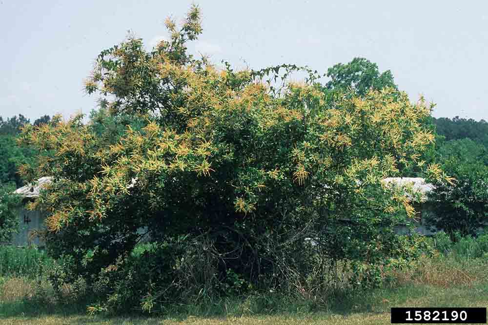 Ozark chinquapin tree in bloom