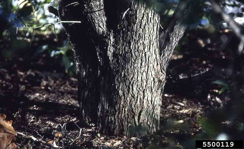 Cockspur hawthorn bark at base of tree