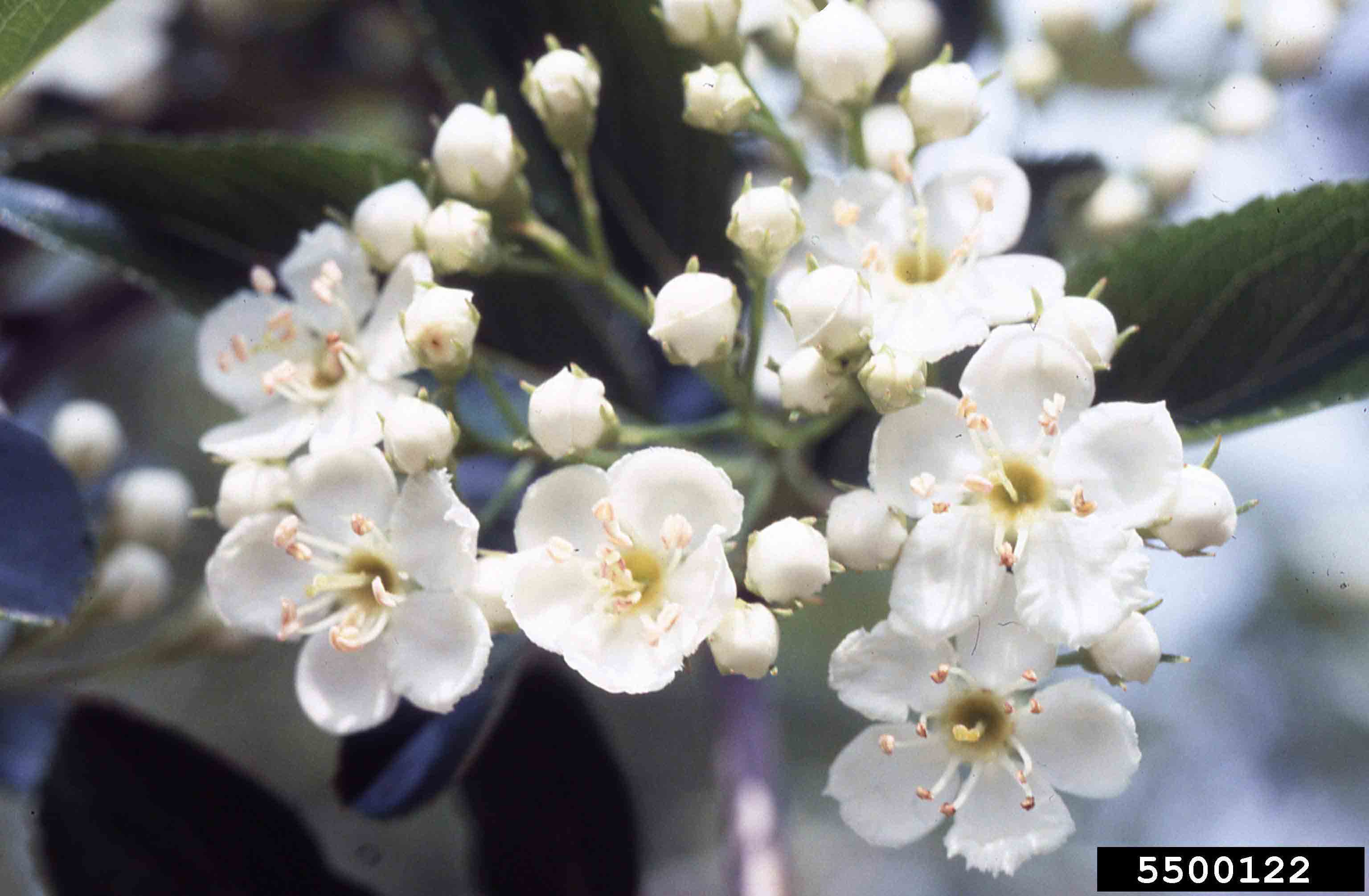Cockspur hawthorn flowers