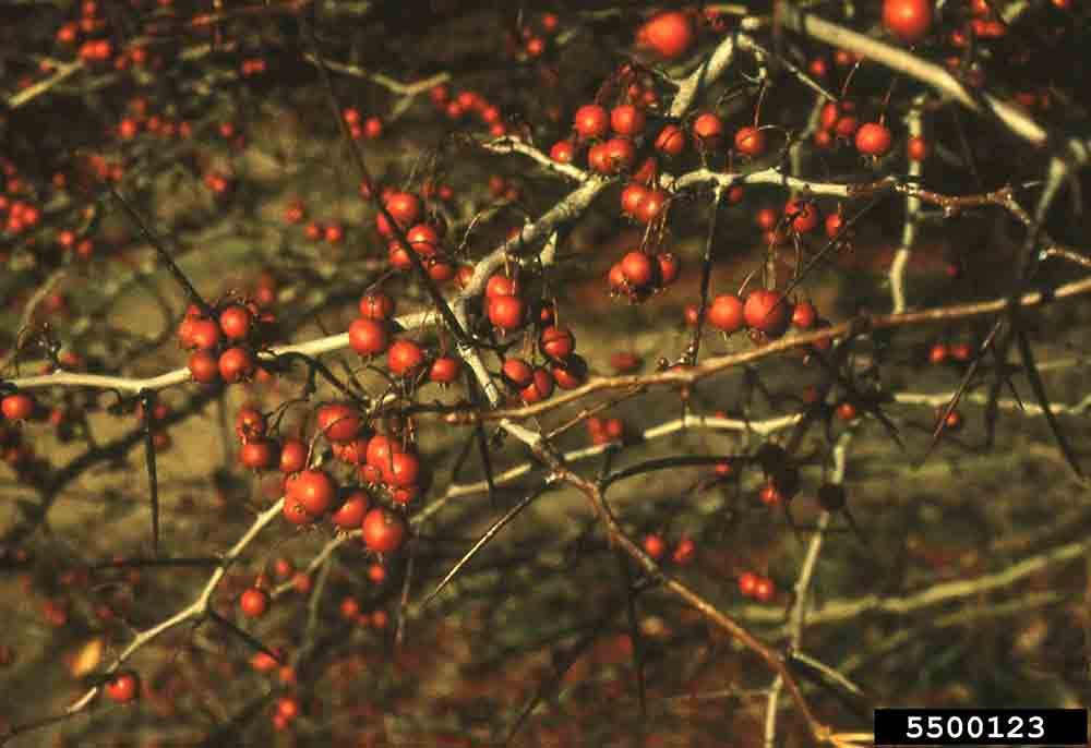 Cockspur hawthorn fruit