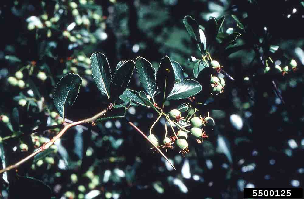 Cockspur hawthorn fruit, immature, with leaves