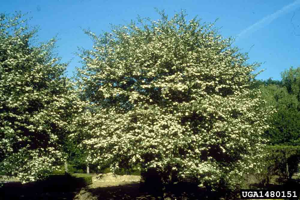 Cockspur hawthorn tree in bloom