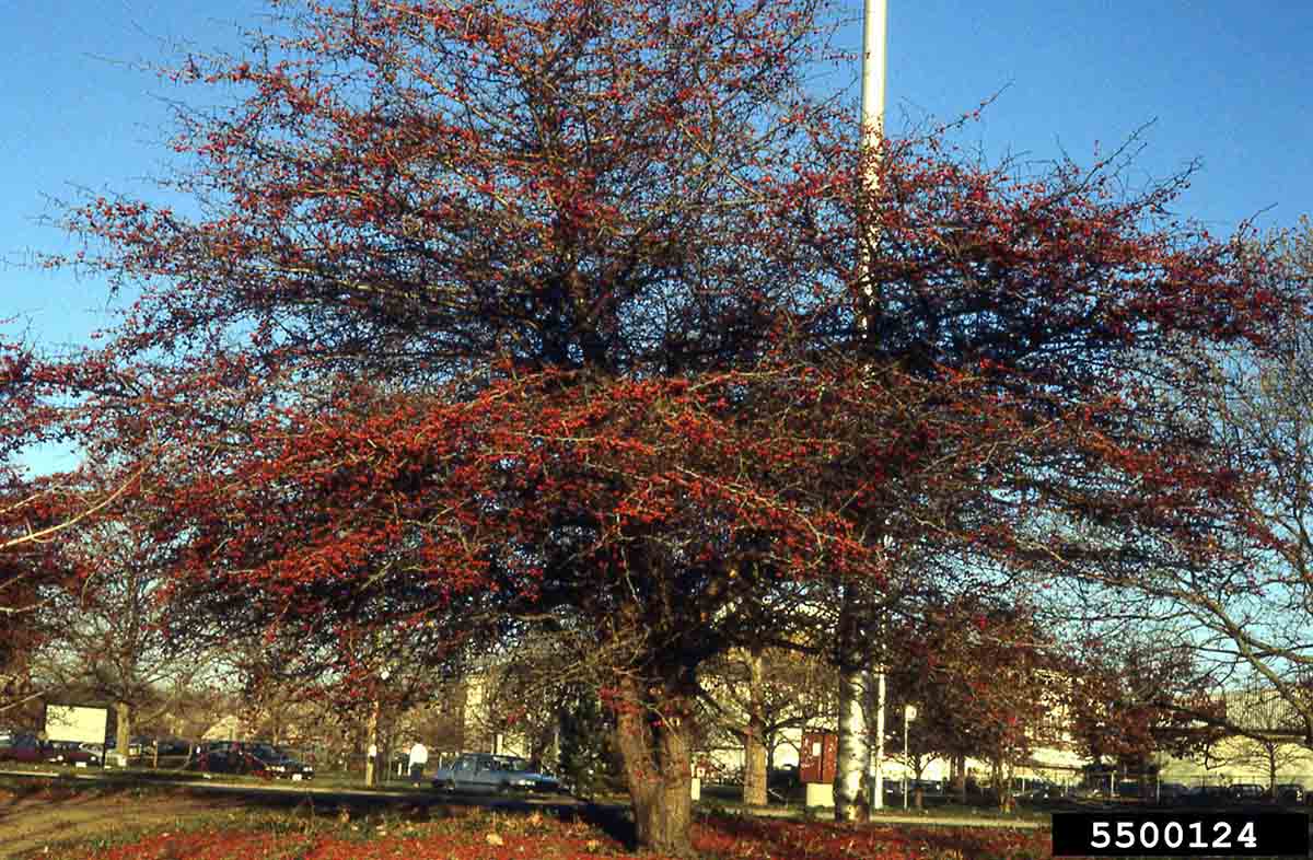Cockspur hawthorn tree