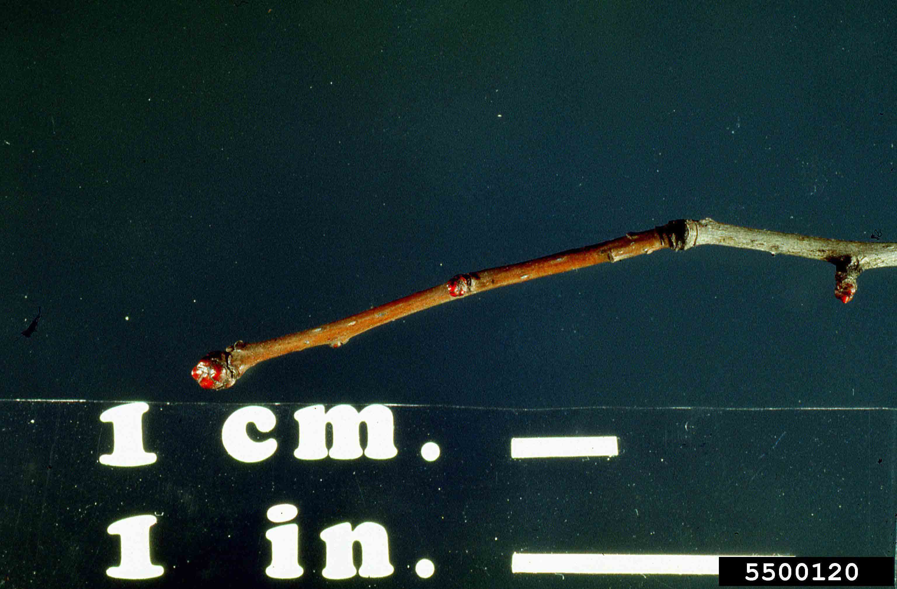 Cockspur hawthorn twig with buds