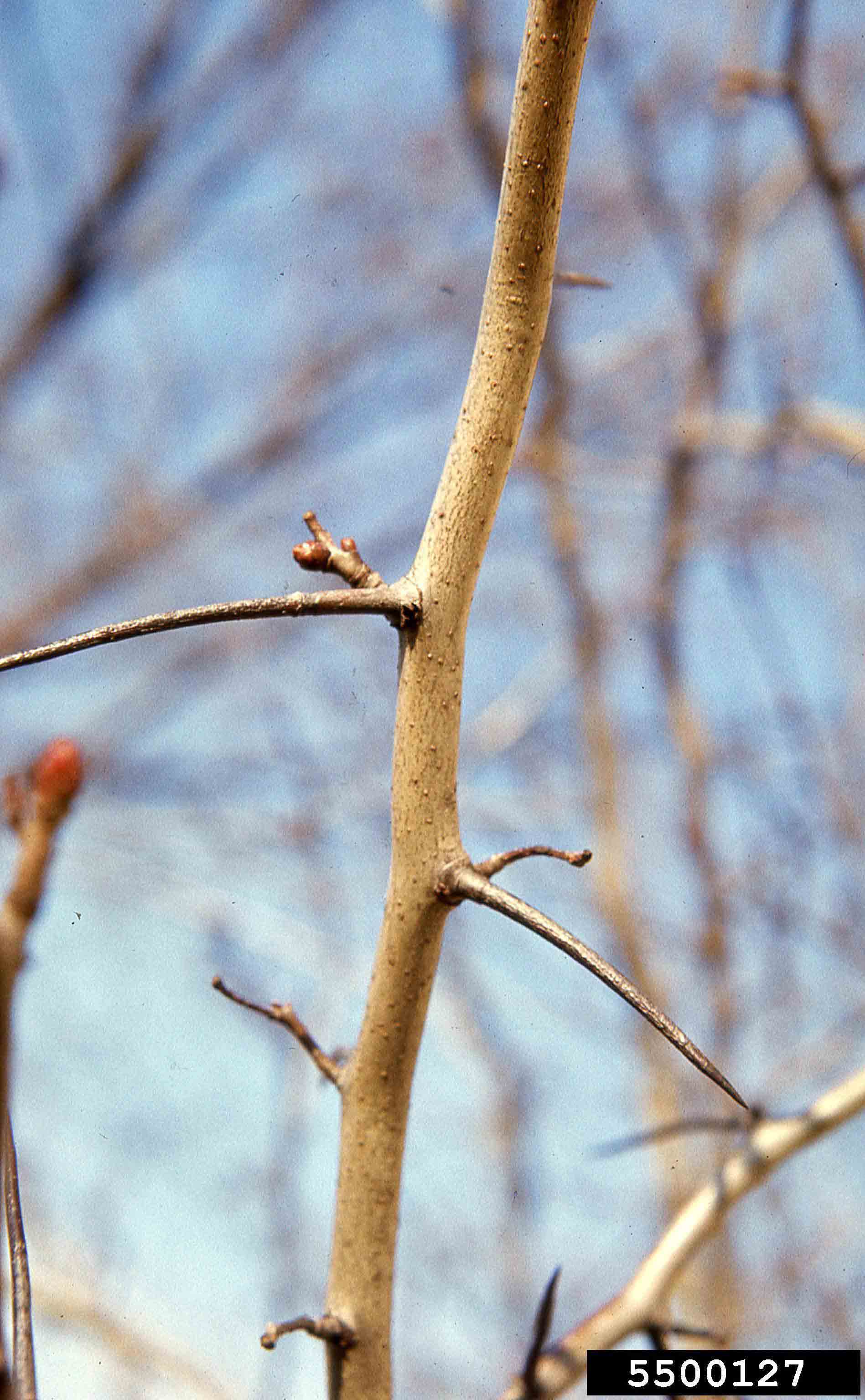 Cockspur hawthorn branch with long thorns
