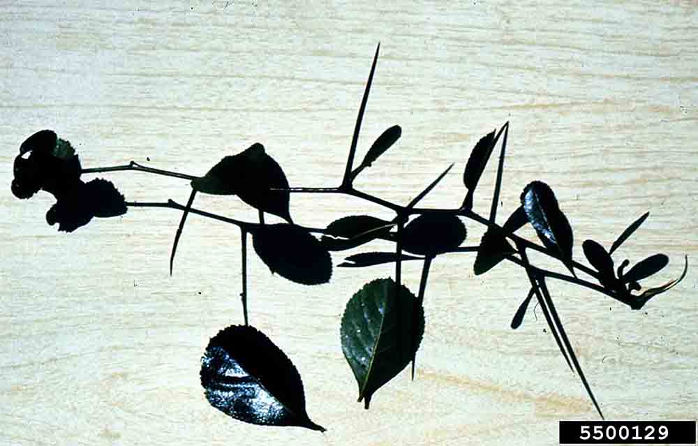 Cockspur hawthorn branch with long thorns