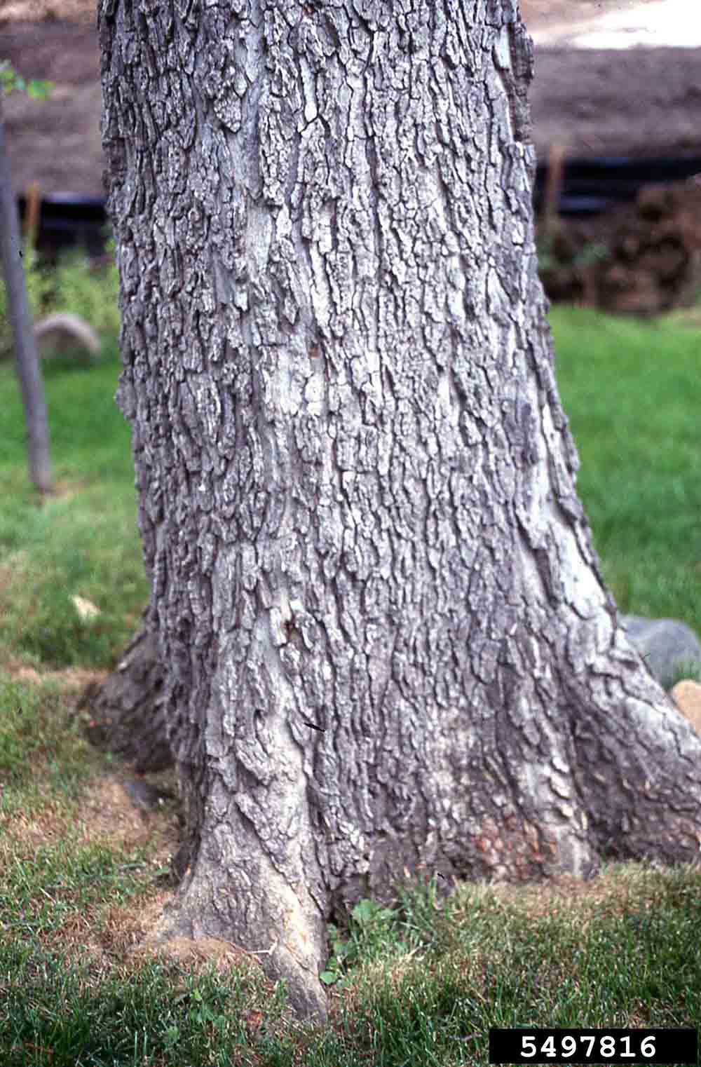Hackberry bark on trunk