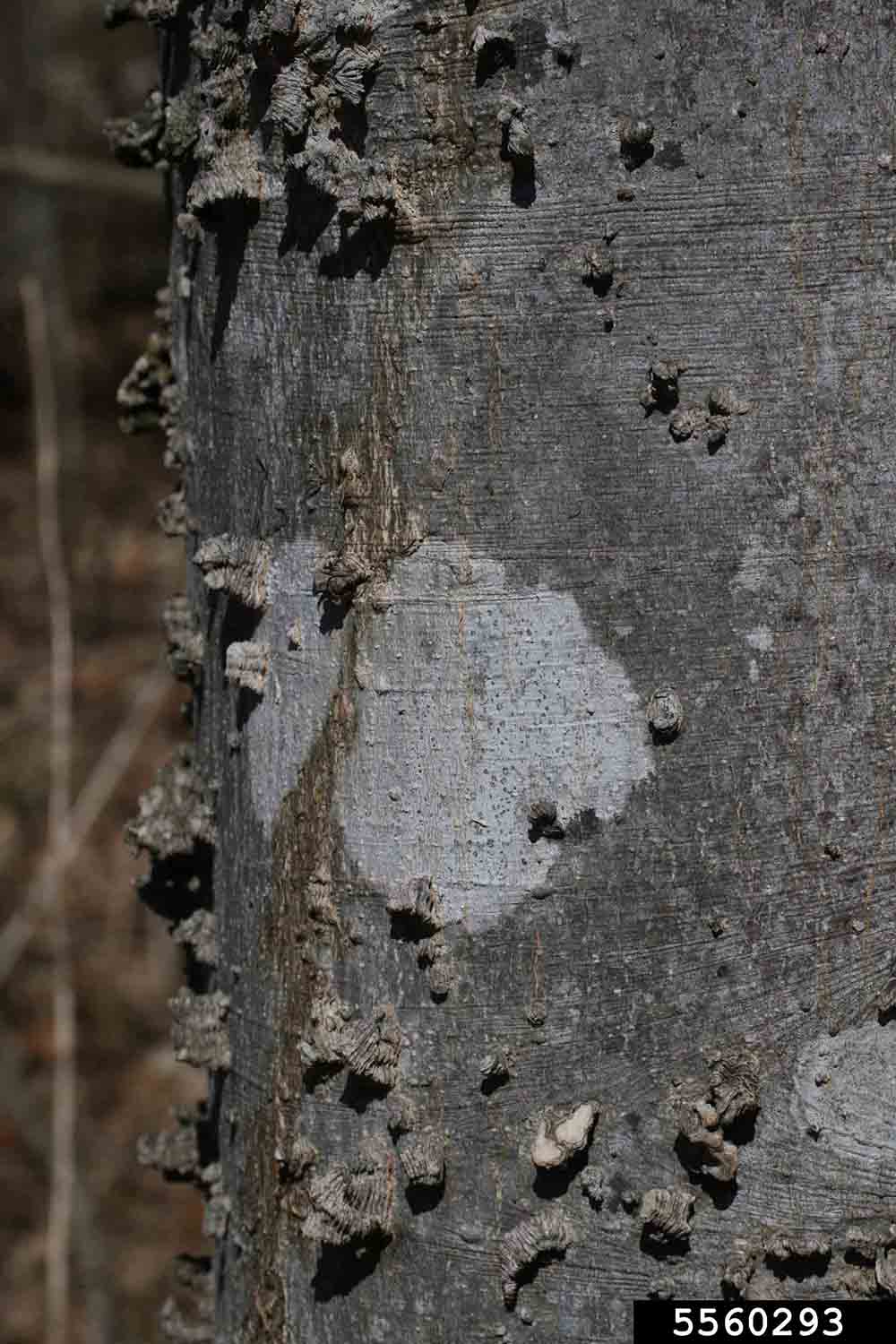 Hackberry bark on trunk