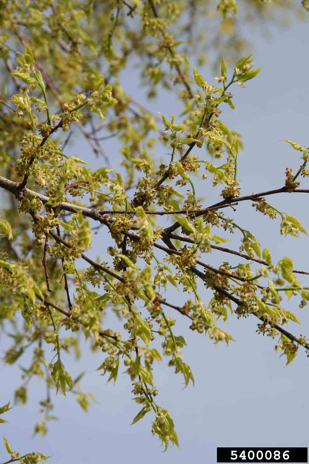 Hackberry flowers