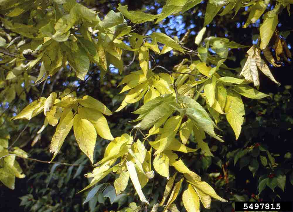 Hackberry leaves, fall