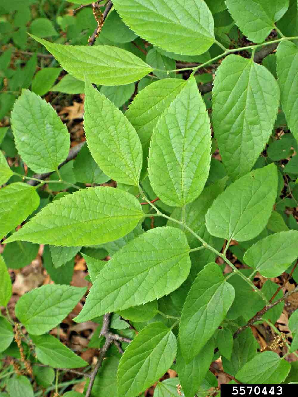 Hackberry leaves, showing alternate arrangement and sharply toothed margins