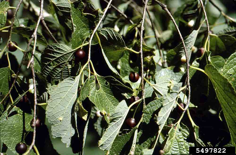 Hackberry fruit