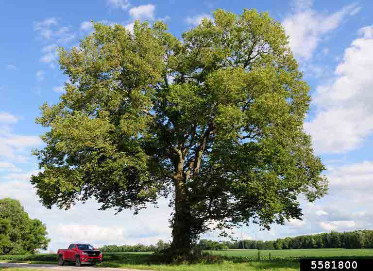 Hackberry tree, summer