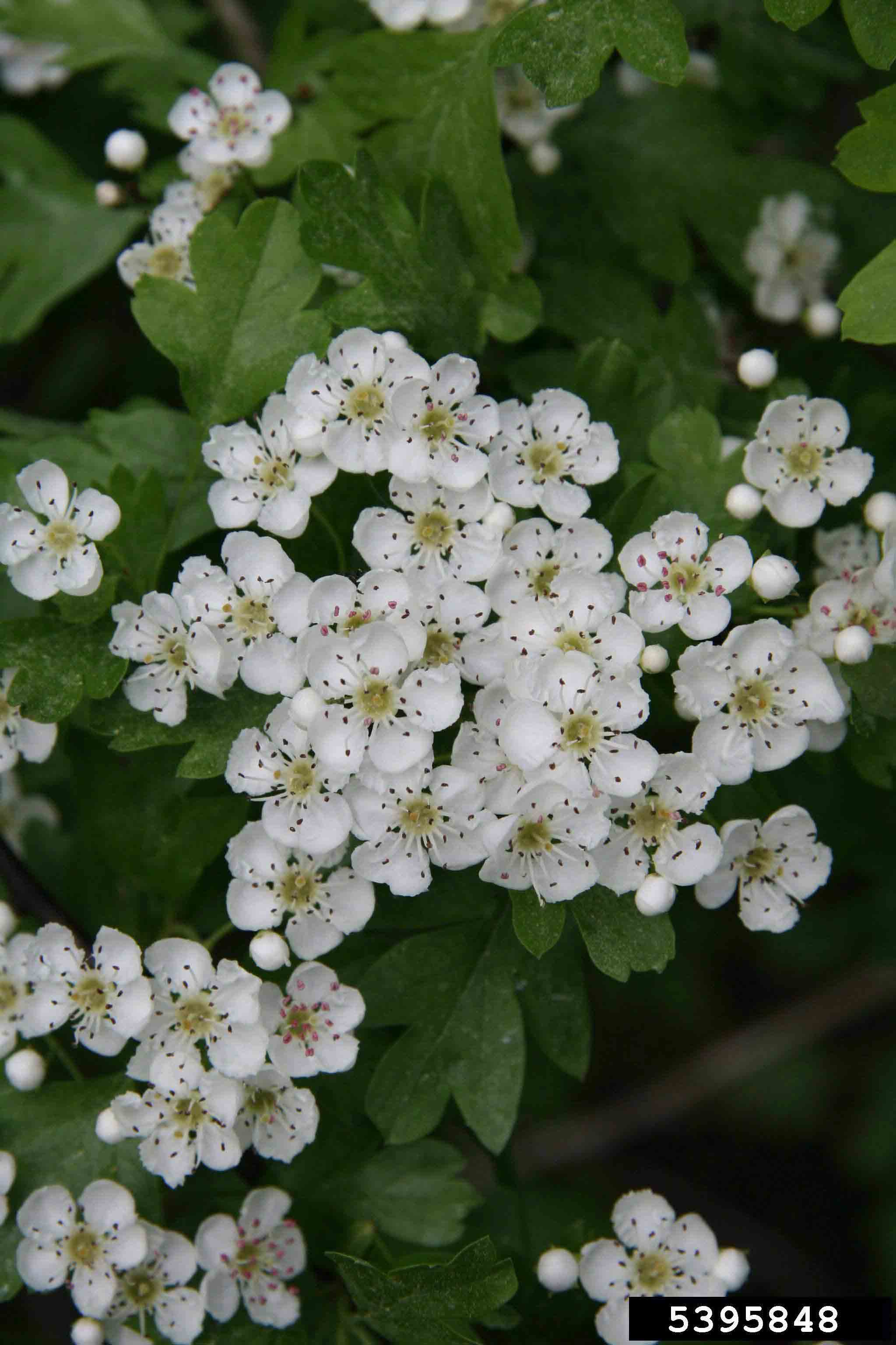 Common hawthorn flowers and leaves