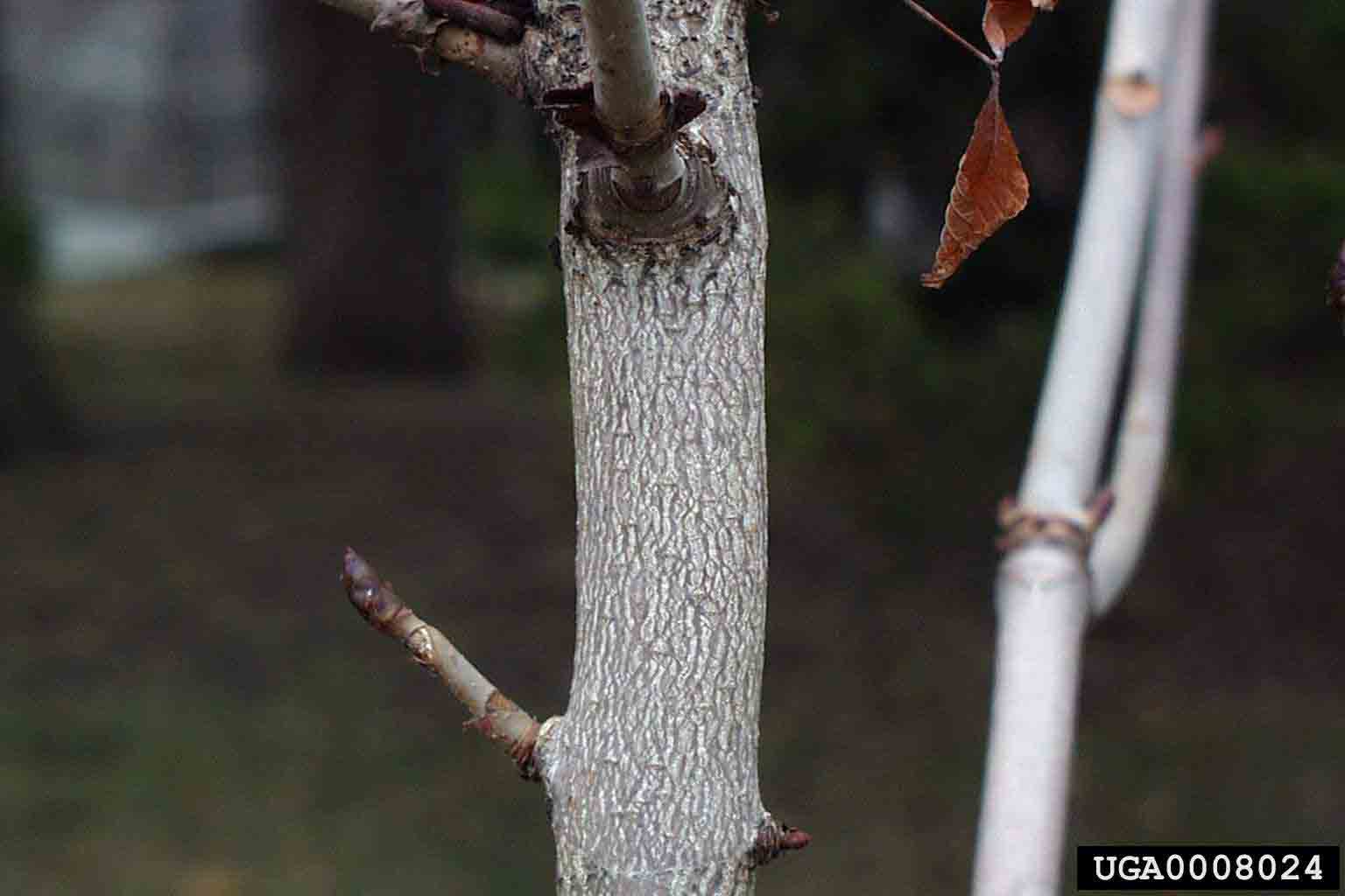 Common horsechestnut bark on young tree