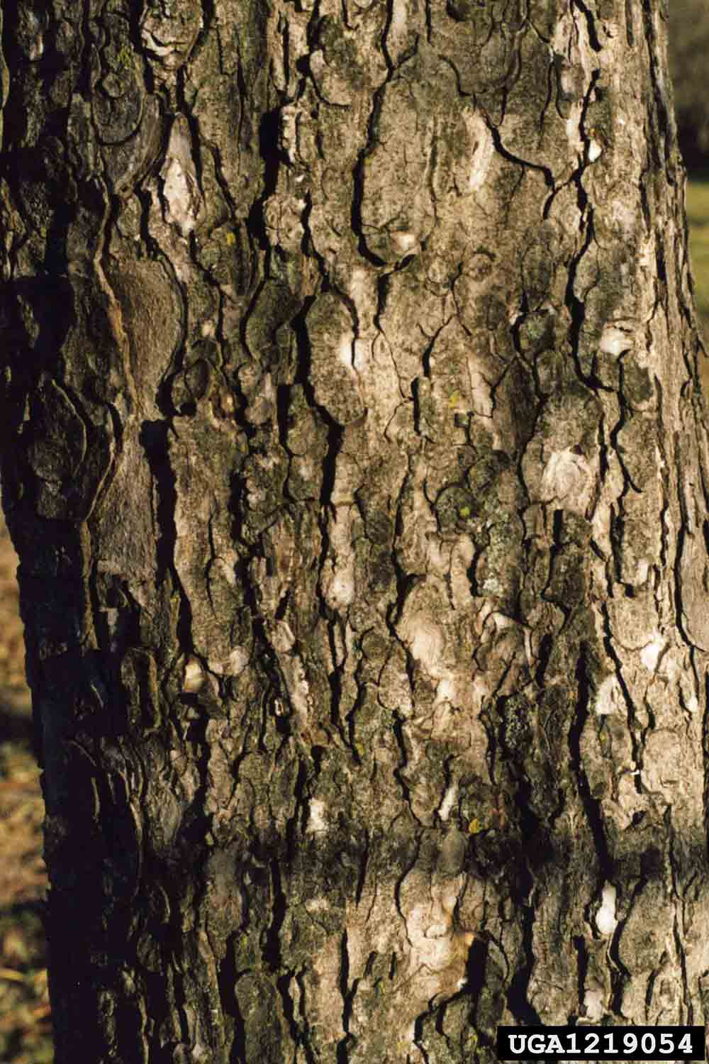 Common horsechestnut bark on trunk
