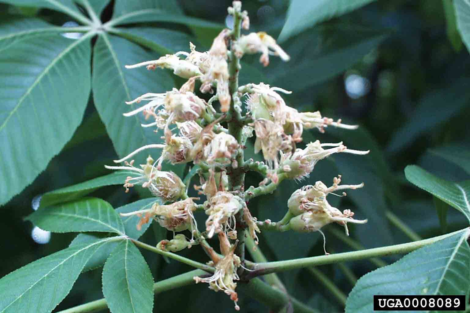 Common horsechestnut flowers in panicle