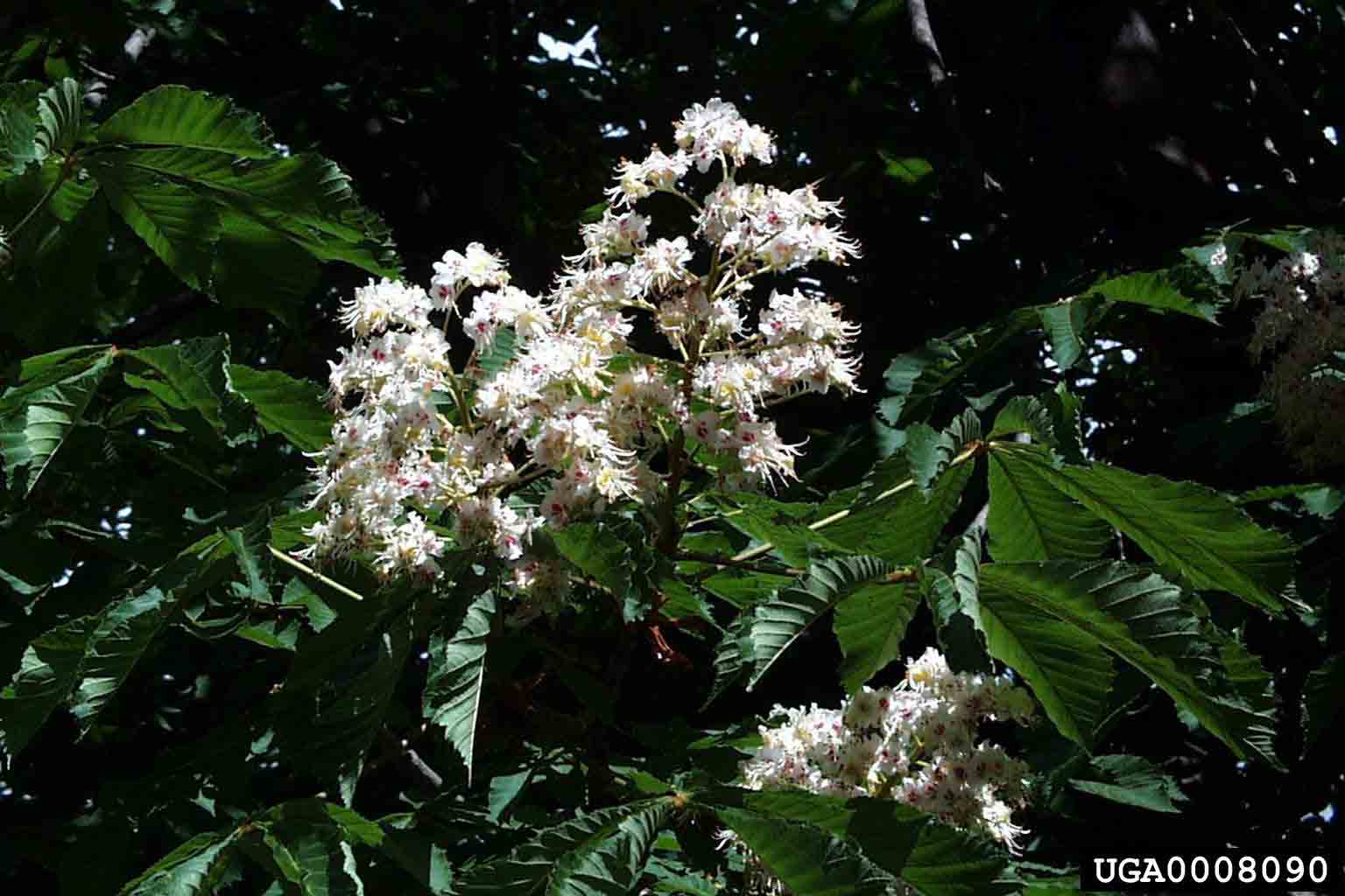 Common horsechestnut flowers in panicles