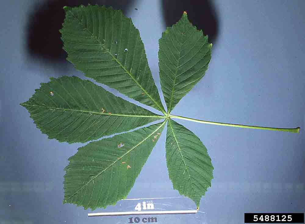 Common horsechestnut palmately compound leaf, underside