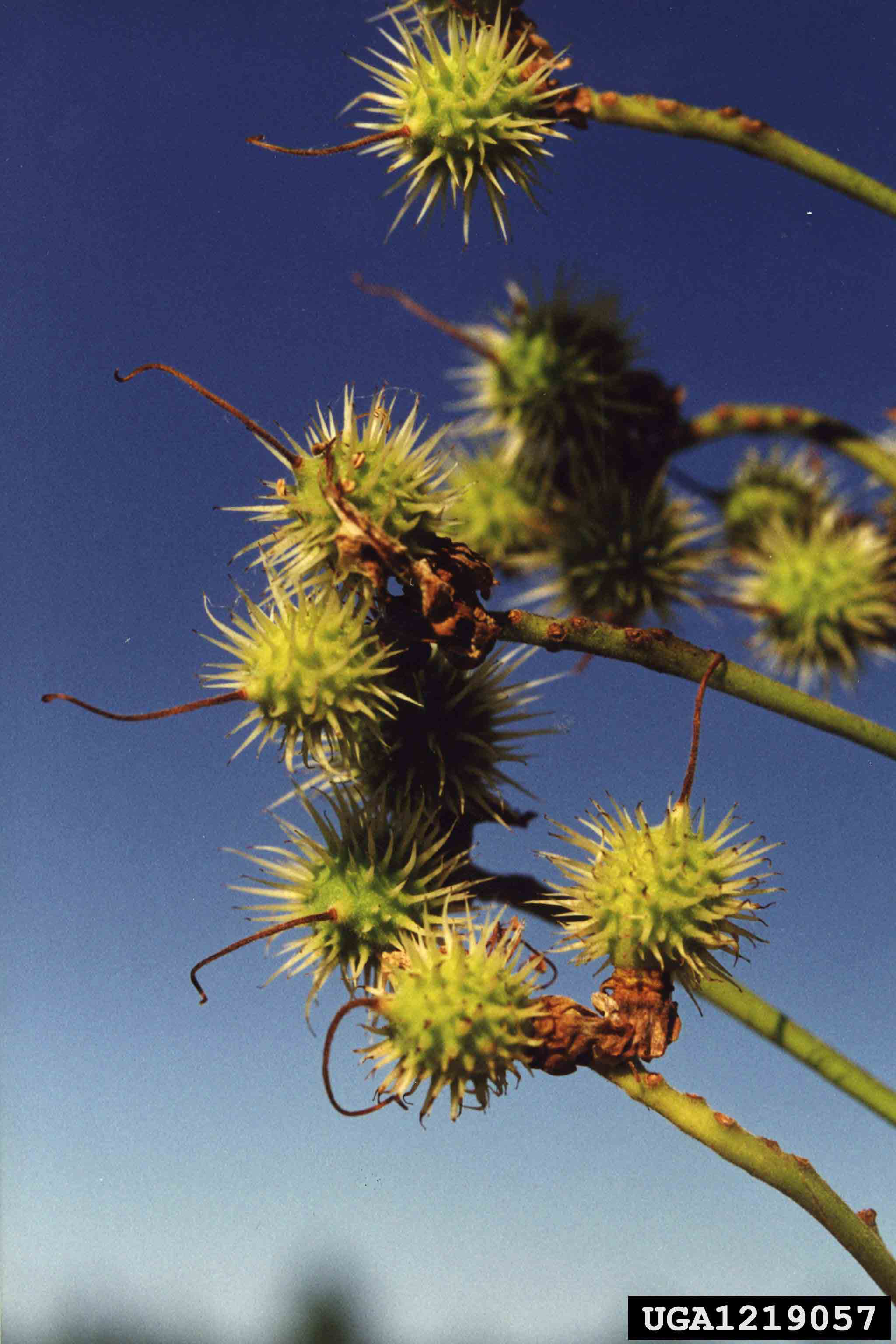 Common horsechestnut fruit