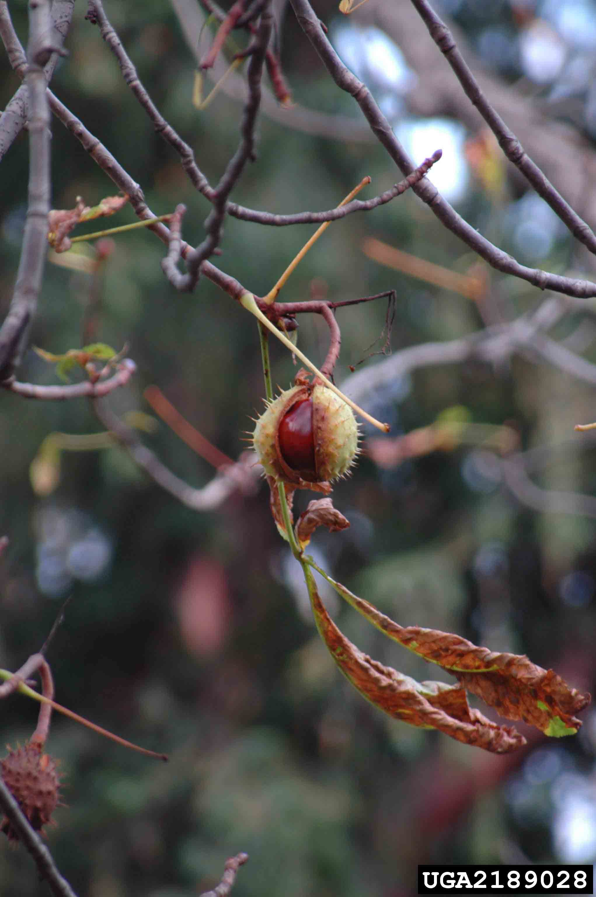 Common horsechestnut nut in spiny husk