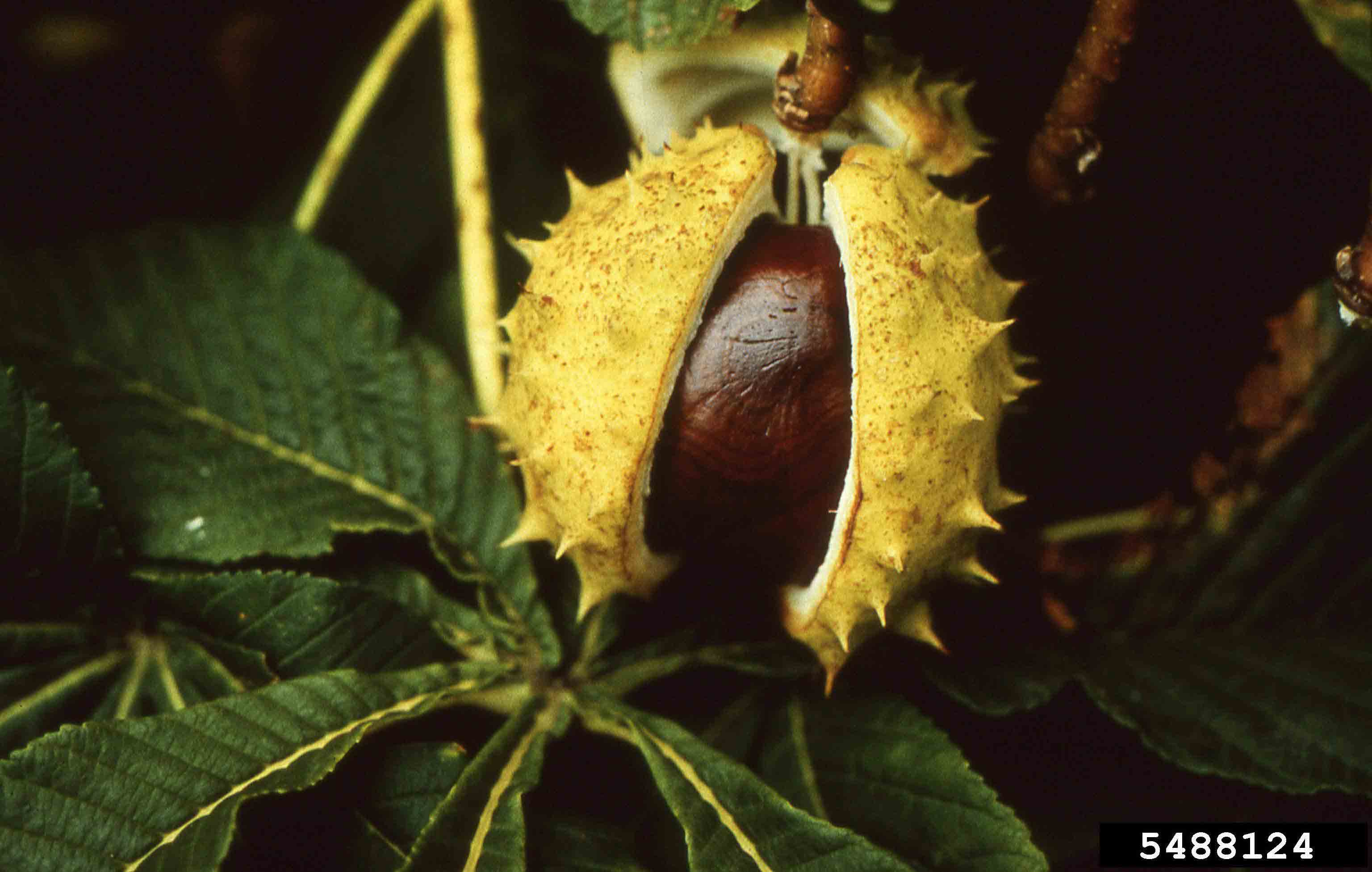 Common horsechestnut nut in spiny husk