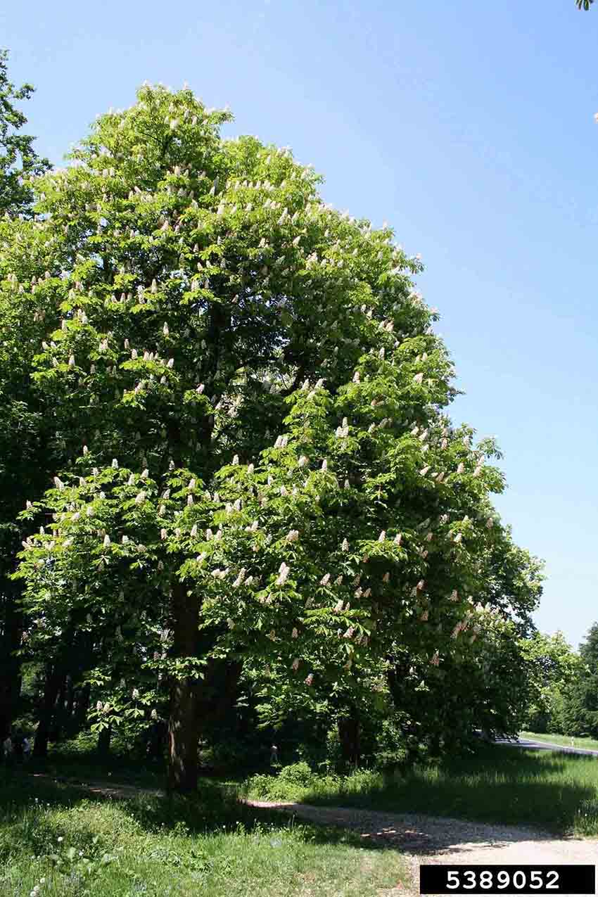 Common horsechestnut tree in bloom