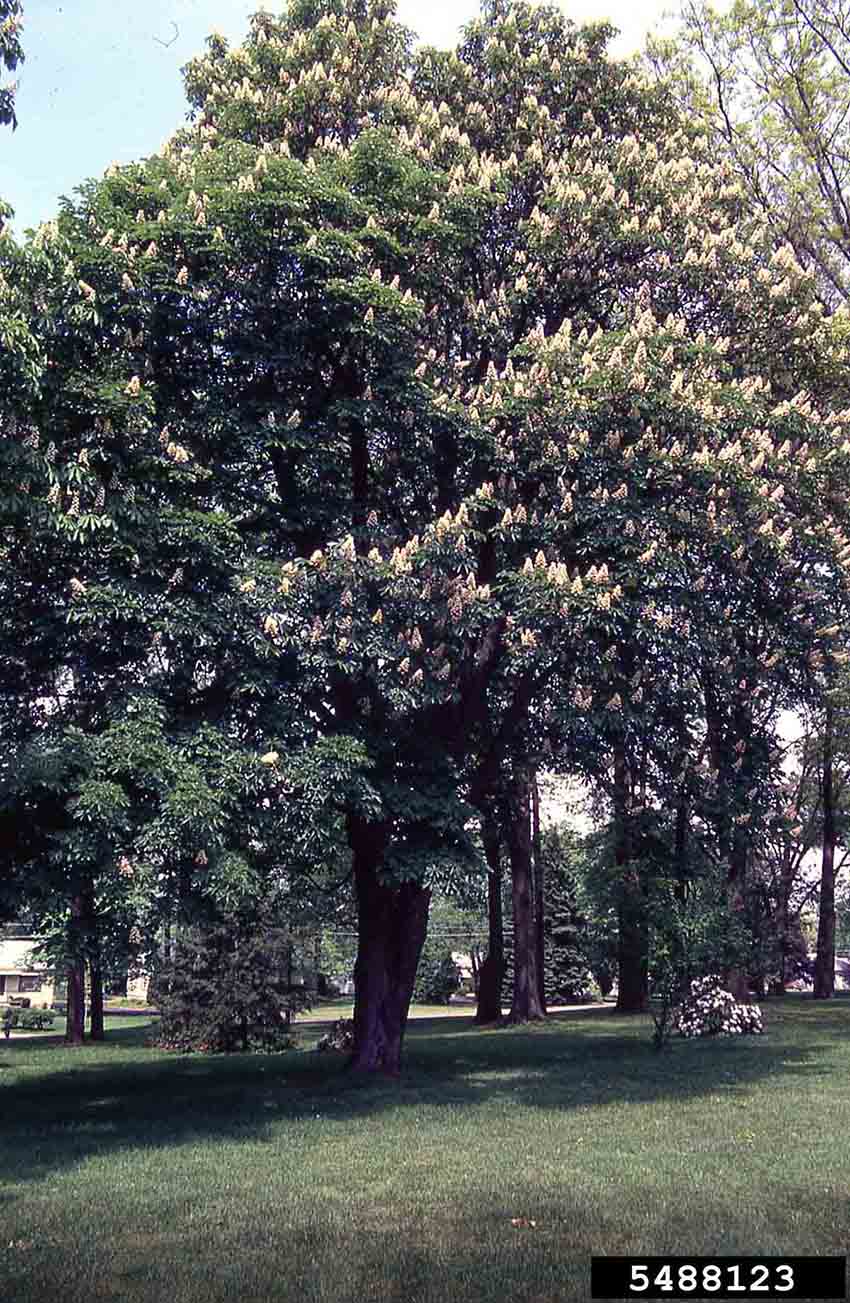 Common horsechestnut tree in bloom