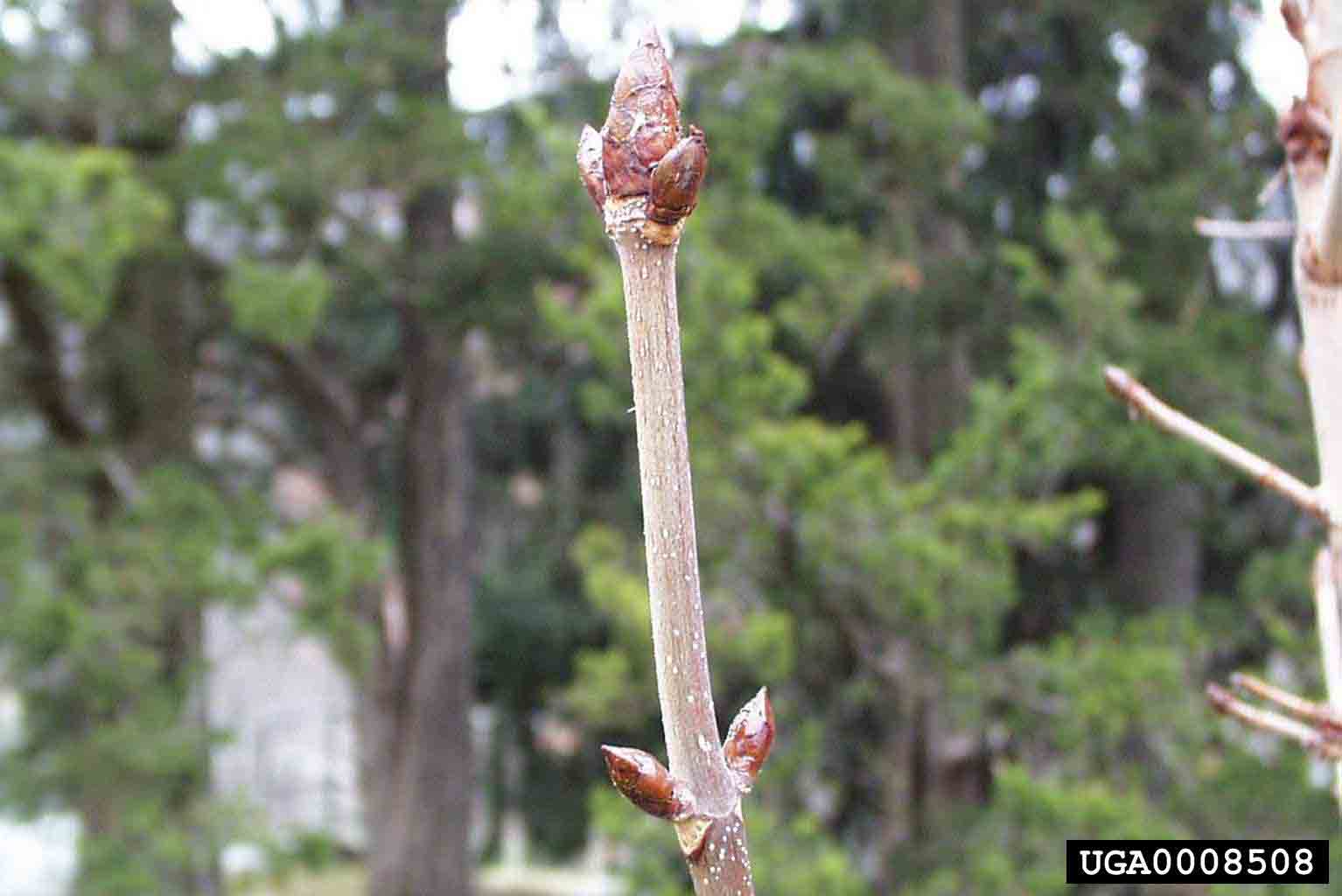 Common horsechestnut twig with buds