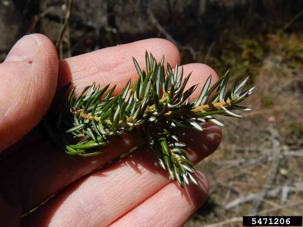 Common juniper needles