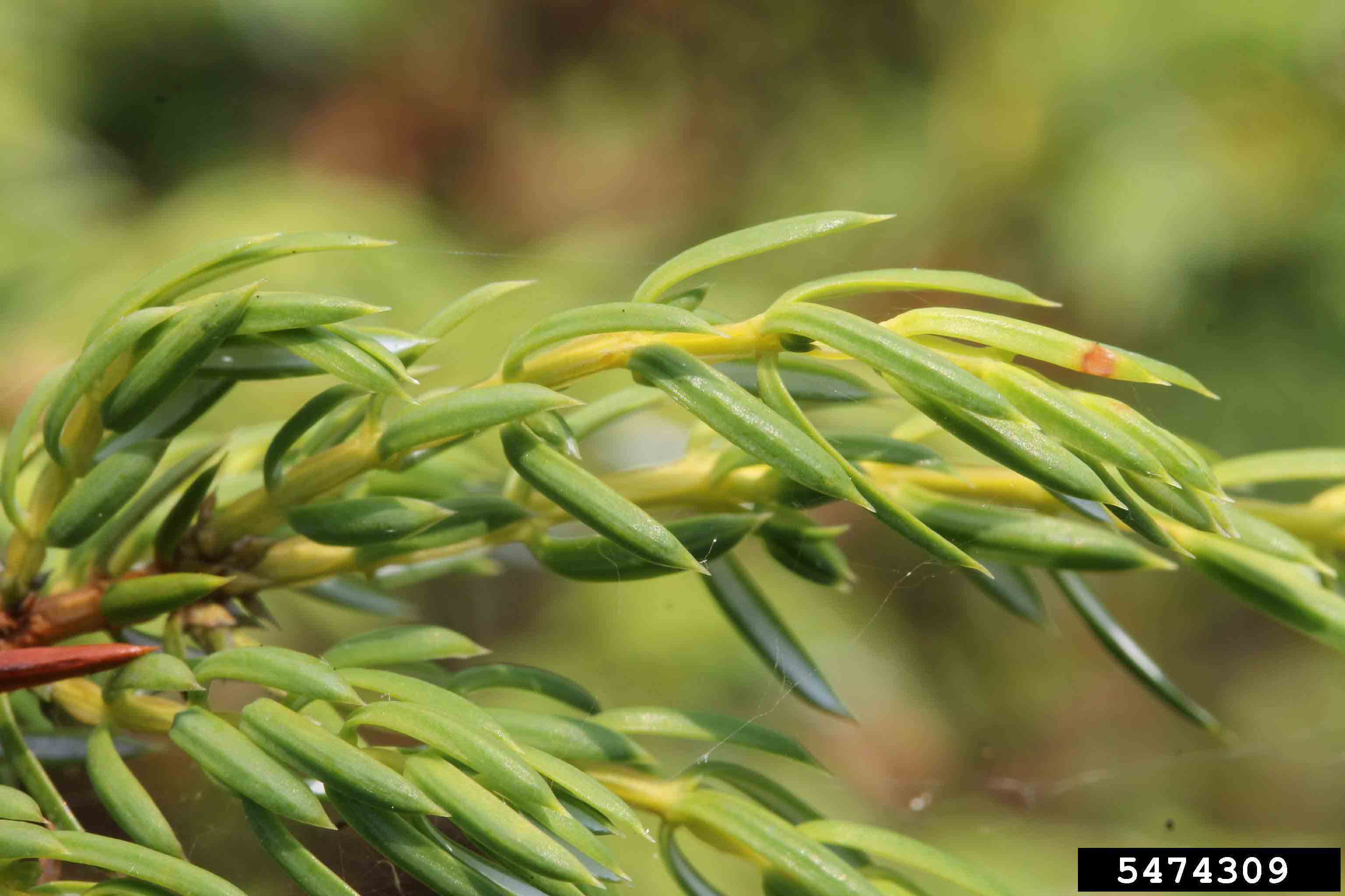 Common juniper needles