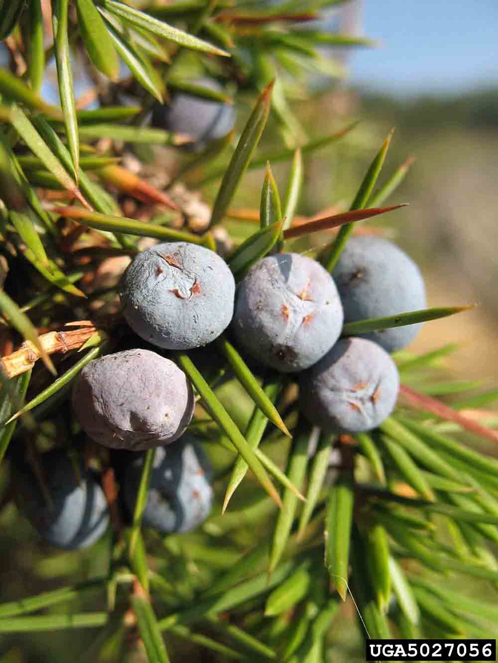 Common juniper fruit, resembling a berry but called a cone