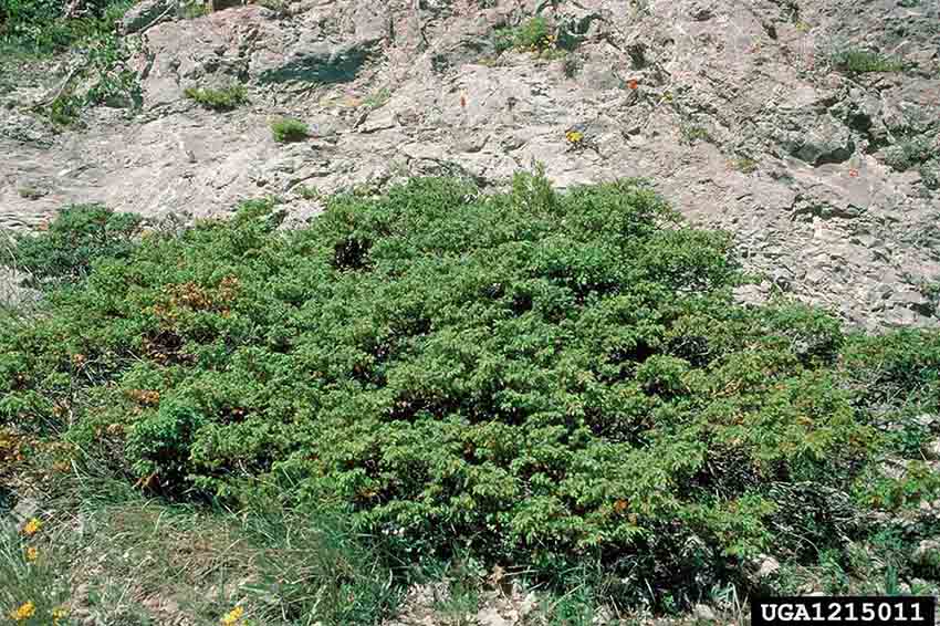 Common juniper, ground cover form