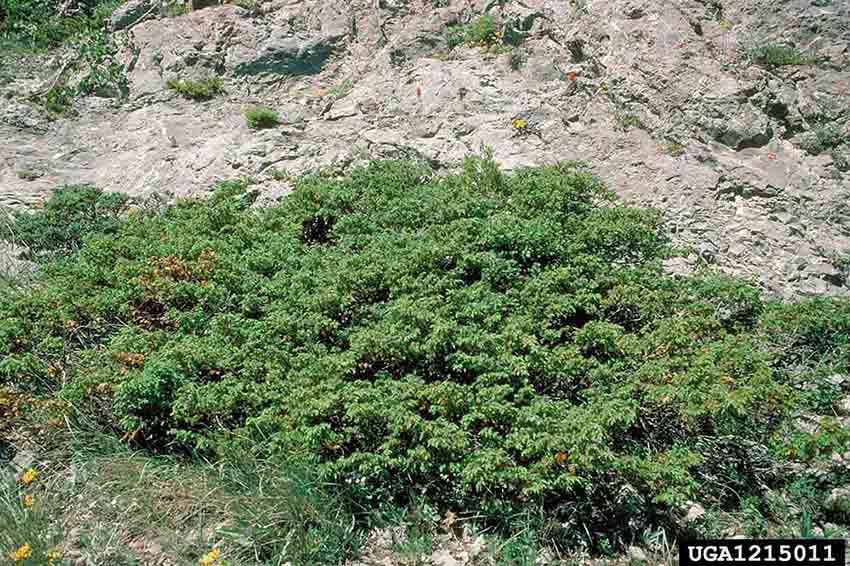 Common juniper, ground cover form
