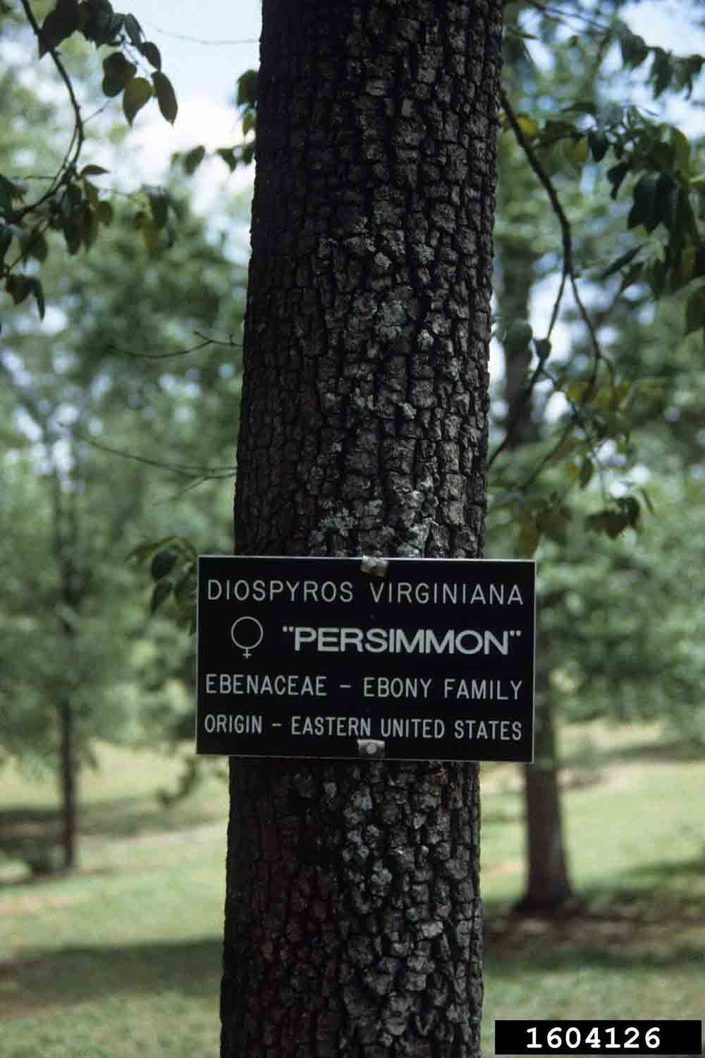 Common persimmon bark on trunk